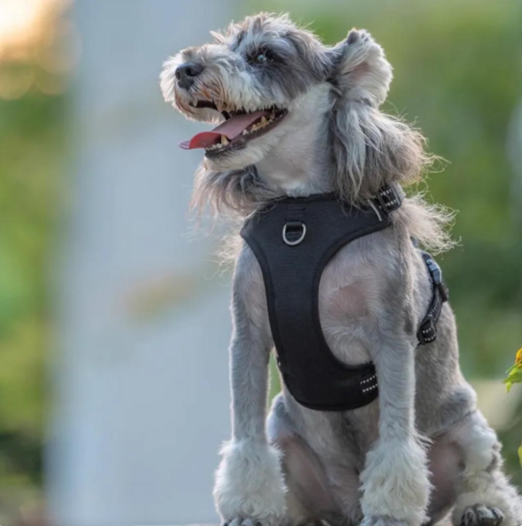No-Pull Dog Harness & Leash Set