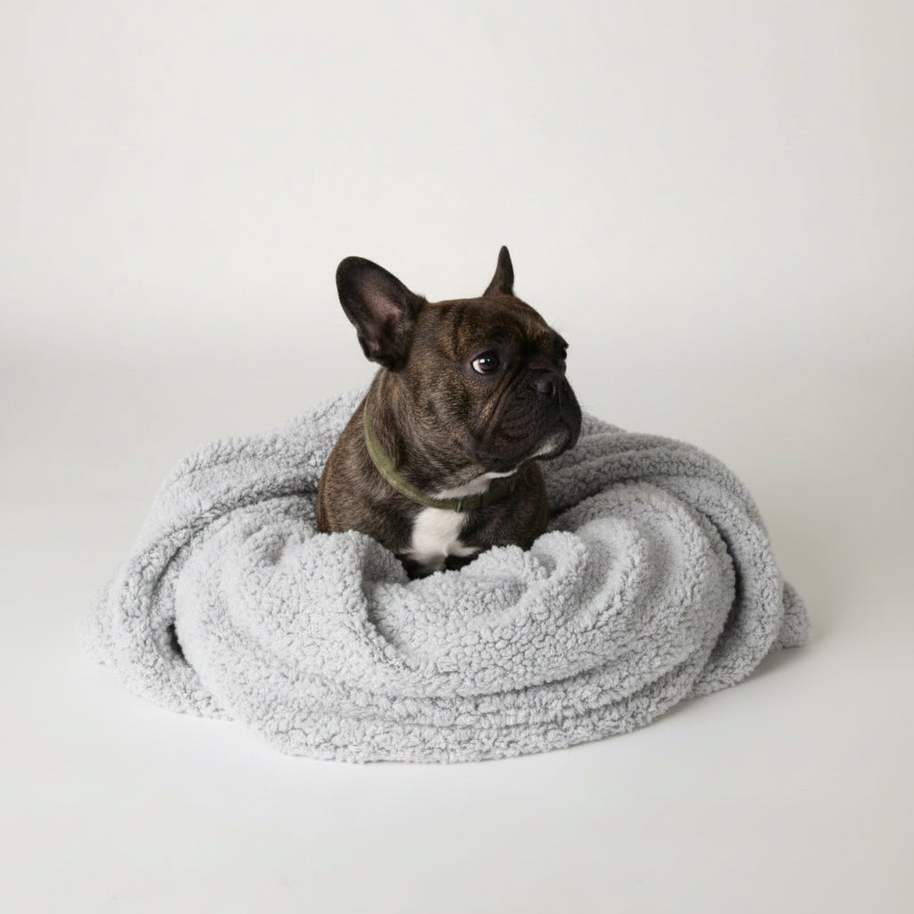 Brindle French Bulldog wrapped in a white blanket on a light background